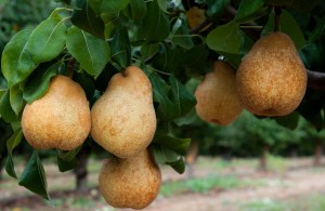 Blakes Pride Pear